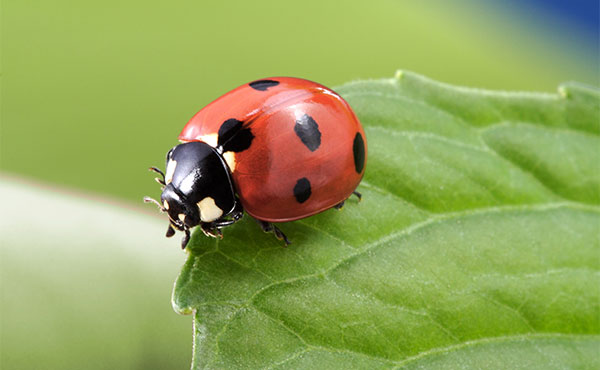 Beneficial Insects to Keep in Your Garden Beneficial Insects to Keep in Your Garden