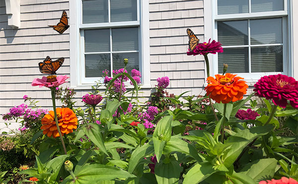 Attract Butterflies to Your Garden Attract Butterflies to Your Garden