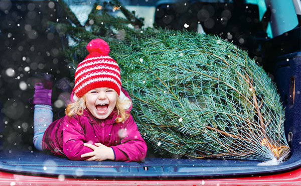 How to Care for and Dispose of Your Live Christmas Tree