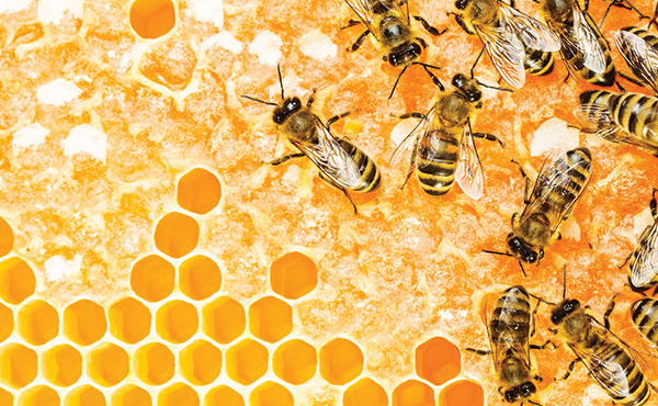 How to Help the Honey Bee Population