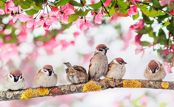 How to Care for Birds in Summer How to Care for Birds in Summer