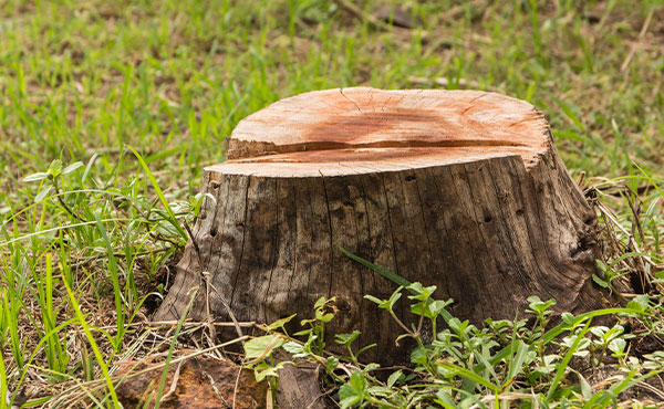 How to Remove a Tree Stump