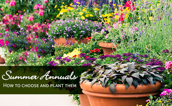 What are the best summer annuals? What are the best summer annuals?