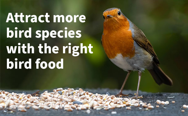 Attract More Bird Species With the Right Bird Food Attract More Bird Species With the Right Bird Food