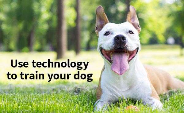 Train your dog the high-tech way Train your dog the high-tech way