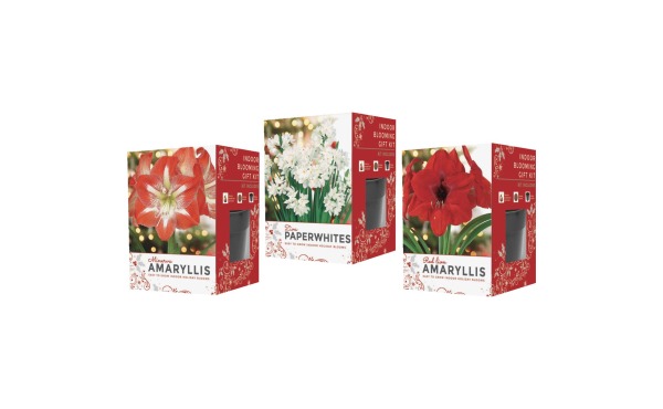 GSB Amaryllis Gift Box Flower Bulb GSB Amaryllis Gift Box Flower Bulb
