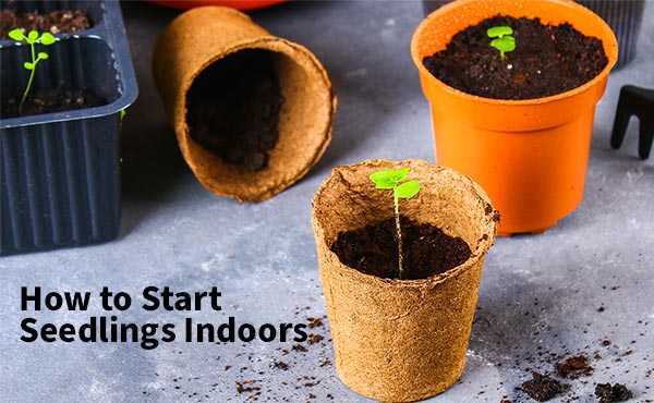 How to Start Seedlings Indoors How to Start Seedlings Indoors