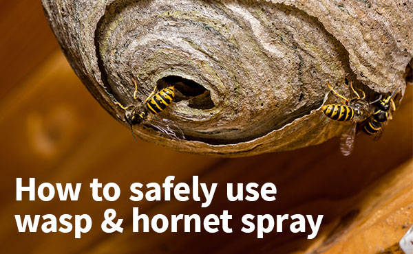 Rid your home of aggressive pests Rid your home of aggressive pests