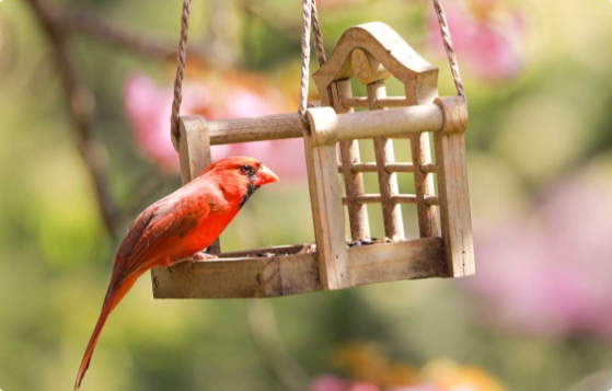 Bird on bird feeder